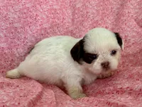 Jazzy, a female Shih Tzu for sale in Ocala, FL – Photo 1 of 5