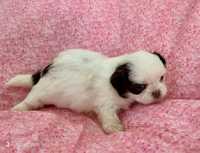 Jazzy – Shih Tzu puppy for sale in Ocala, FL