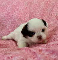 Jazzy, a female Shih Tzu for sale in Ocala, FL – Photo 4 of 5