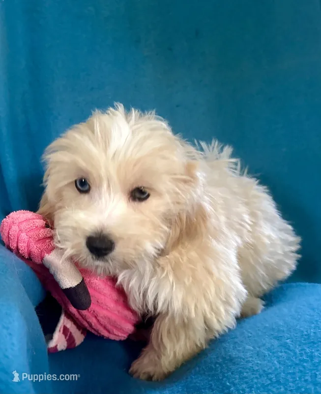 Sunny – Lhasapoo puppy for sale in Ocala, FL