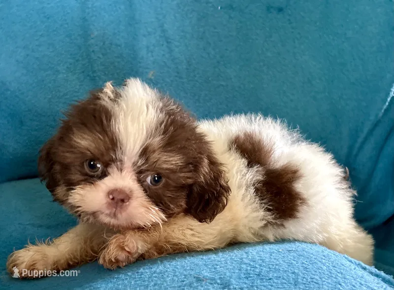 Frankie – Shih Tzu puppy for sale in Ocala, FL