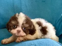 Frankie, a male Shih Tzu for sale in Ocala, FL – 1 of 2
