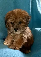 Nutmeg, a female Lhasapoo for sale in Ocala, FL – 8 of 9
