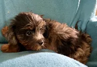 Rocky, a male Lhasapoo for sale in Ocala, FL – 5 of 7
