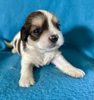 Brooke, a female Lhasapoo for sale in Ocala, FL – Photo 1 of 7