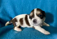 Brooke, a female Lhasapoo for sale in Ocala, FL – Photo 5 of 7