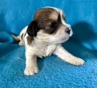 Brooke, a female Lhasapoo for sale in Ocala, FL – Photo 4 of 7