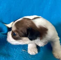 Brooke, a female Lhasapoo for sale in Ocala, FL – Photo 2 of 7