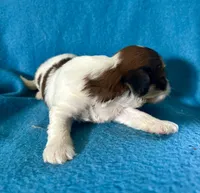 Brooke, a female Lhasapoo for sale in Ocala, FL – Photo 7 of 7