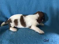 Brooke, a female Lhasapoo for sale in Ocala, FL – Photo 3 of 7