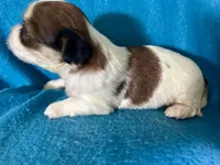 Brooke, a female Lhasapoo for sale in Ocala, FL – Photo 6 of 7