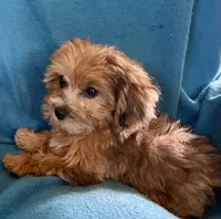 Jeanie, a female Lhasapoo for sale in Ocala, FL – 3 of 3