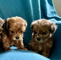 Ruby, a female Lhasapoo for sale in Ocala, FL – 3 of 3
