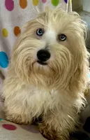 Sunny, a male Lhasapoo for sale in Ocklawaha, FL – 7 of 7
