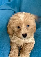 Grace, a female Lhasapoo for sale in Ocala, FL – 4 of 6
