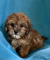 Nutmeg, a female Lhasapoo for sale in Ocala, FL – 6 of 9