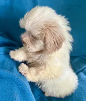 Whinny, a female Lhasapoo for sale in Ocala, FL – 8 of 8