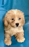 Grace, a female Lhasapoo for sale in Ocala, FL – 6 of 6