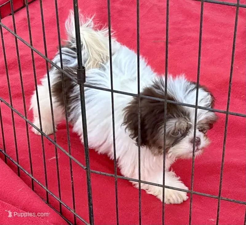Jack – Shih Tzu puppy for sale in Ocklawaha, FL