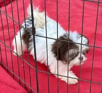 Jack, a male Shih Tzu for sale in Ocklawaha, FL – 1 of 5
