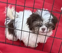 Jack, a male Shih Tzu for sale in Ocklawaha, FL – 5 of 5
