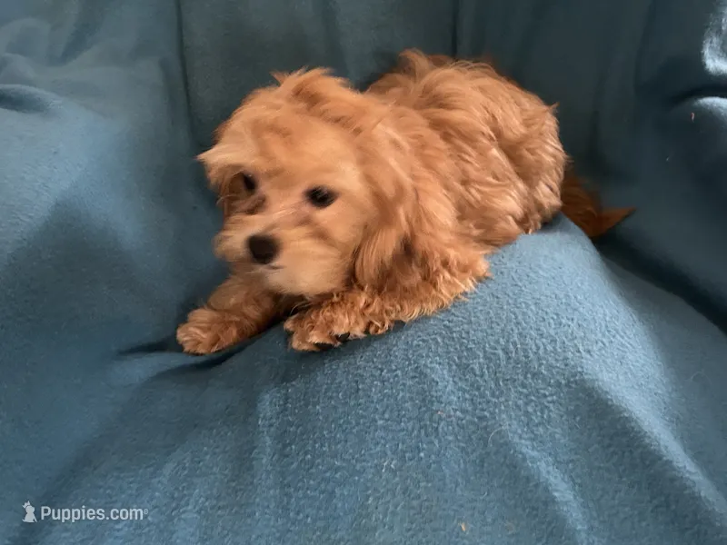 Charlie – Lhasapoo puppy for sale in Ocala, FL