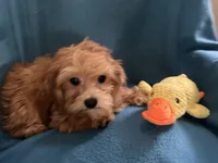 Charlie, a male Lhasapoo for sale in Ocala, FL – 4 of 5