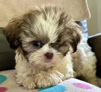 Brady, a male Shih Tzu for sale in Ocala, FL – 2 of 5