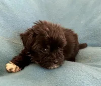 Danny, a male Lhasapoo for sale in Ocala, FL – Photo 2 of 5