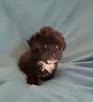 Danny, a male Lhasapoo for sale in Ocala, FL – Photo 4 of 5