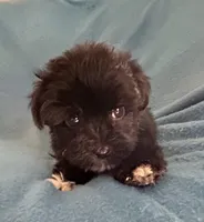 Danny, a male Lhasapoo for sale in Ocala, FL – Photo 3 of 5