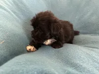 Danny, a male Lhasapoo for sale in Ocala, FL – Photo 5 of 5