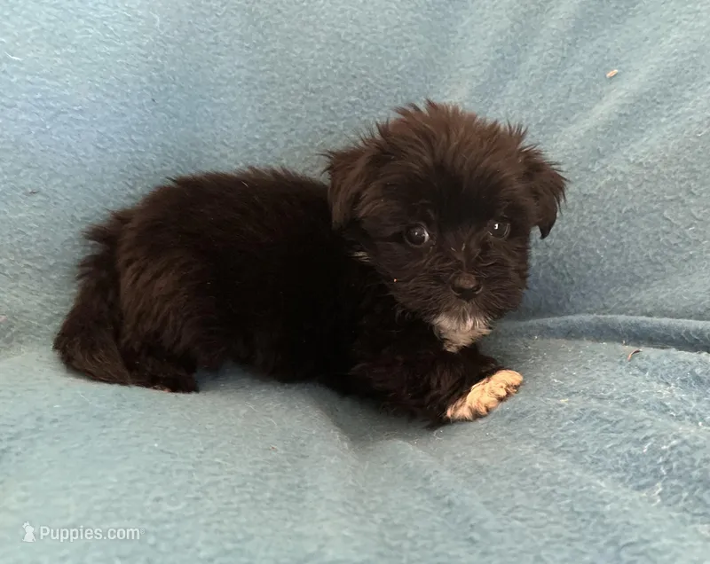 Danny – Lhasapoo puppy for sale in Ocala, FL
