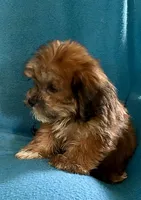 Nutmeg, a female Lhasapoo for sale in Ocala, FL – 9 of 9