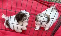 Ronnie, a male Shih Tzu for sale in Ocklawaha, FL – 2 of 2