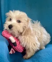 Sunny, a male Lhasapoo for sale in Ocala, FL – 6 of 9