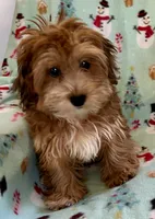 Ginger, a female Lhasapoo for sale in Ocala, FL – Photo 7 of 8