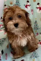 Ginger, a female Lhasapoo for sale in Ocala, FL – Photo 3 of 8