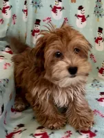 Ginger, a female Lhasapoo for sale in Ocala, FL – Photo 4 of 8