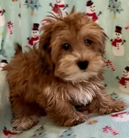 Ginger, a female Lhasapoo for sale in Ocala, FL – Photo 5 of 8