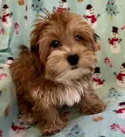 Ginger, a female Lhasapoo for sale in Ocala, FL – Photo 6 of 8