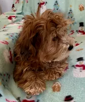 Ginger, a female Lhasapoo for sale in Ocala, FL – Photo 8 of 8