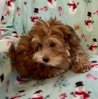 Ginger, a female Lhasapoo for sale in Ocala, FL – Photo 1 of 8