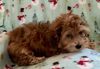 Ginger, a female Lhasapoo for sale in Ocala, FL – Photo 2 of 8