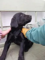 Labrador Lady, a female Newfoundland and English Cream Golden Retriever for sale in Sheboygan Falls, WI – Photo 8 of 9