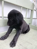 Labrador Lady, a female Newfoundland and English Cream Golden Retriever for sale in Sheboygan Falls, WI – Photo 4 of 9