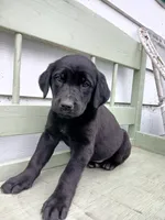 Labrador Lady, a female Newfoundland and English Cream Golden Retriever for sale in Sheboygan Falls, WI – Photo 5 of 9