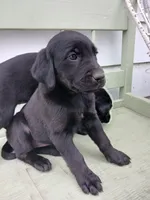 Labrador Lady, a female Newfoundland and English Cream Golden Retriever for sale in Sheboygan Falls, WI – Photo 9 of 9