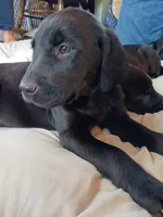 Lady, a female Golden Retriever and Newfypoo for sale in Sheboygan Falls, WI – Photo 10 of 10