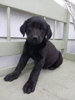 Labrador Lady, a female Newfoundland and English Cream Golden Retriever for sale in Sheboygan Falls, WI – Photo 6 of 9